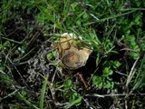 Coltricia perennis image
