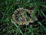 Coltricia perennis image