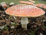 Amanita muscaria var. flavivolvata image