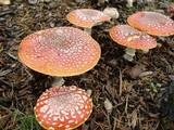 Amanita muscaria var. flavivolvata image