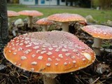 Amanita muscaria var. flavivolvata image