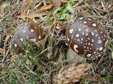 Amanita ameripanthera image