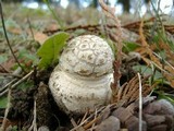 Amanita ameripanthera image
