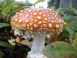 Amanita muscaria var. flavivolvata image