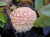 Amanita muscaria var. flavivolvata image