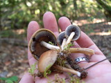Psathyrella piluliformis image