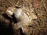Geastrum pectinatum image