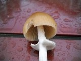 Psathyrella longistriata image