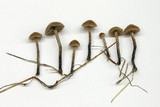 Psilocybe inquilina image