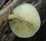 Tricholomopsis sulphureoides image