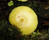 Tricholomopsis sulphureoides image