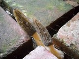 Morchella importuna image