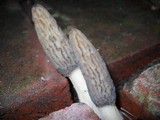 Morchella importuna image