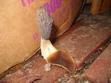Morchella importuna image