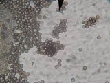 Fuligo septica image