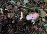 Agaricus semotus image