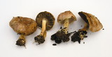 Agaricus semotus image