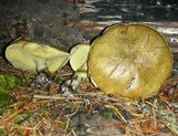 Suillus subolivaceus image
