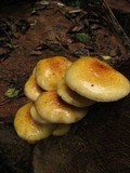 Pholiota limonella image