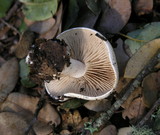 Hebeloma crustuliniforme image