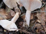 Lactarius imperceptus image
