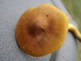 Cortinarius croceus image