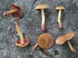 Cortinarius semisanguineus image