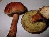 Boletus badius image