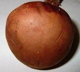 Boletus badius image