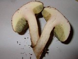Boletus badius image