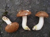 Suillus weaverae image