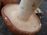 Suillus weaverae image