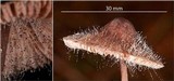 Spinellus fusiger image