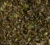 Melanelia panniformis image