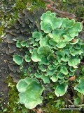 Nephroma arcticum image