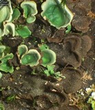 Nephroma arcticum image