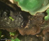 Nephroma arcticum image