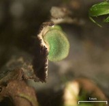 Nephroma arcticum image