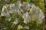 Peltigera extenuata image