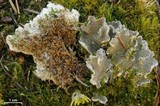 Peltigera extenuata image