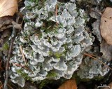 Peltigera extenuata image