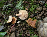 Lactarius subviscidus image