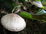 Agaricus moelleri image