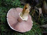 Agaricus moelleri image