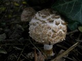 Chlorophyllum rachodes image