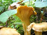 Cantharellus formosus image