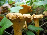 Cantharellus formosus image