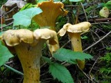 Cantharellus formosus image