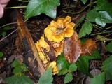 Cantharellus formosus image