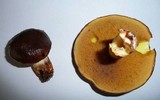 Suillus collinitus image